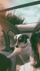 7.4K views · 136 reactions | Vive La Fête on Reels | Facebook