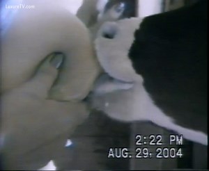 Calf love titty milk