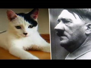 CNN: Cats that look like Adolf Hitler | Kitler
