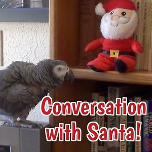 🎄 Watch as Einstein Parrot gets into the holiday spirit with a special visit from Santa! 🎅 Enjoy heartwarming moments as Einstein and Jeff engage in cheerful conversations, spreading joy with phrases like "Merry Corn!" And Ho! Ho! Ho! Einstein showcases his playful side with amusing and amorous interactions of kissing and whistling. This delightful video is sure to bring a smile to your face and add a touch of holiday magic to your day! 🌟🎁 #repost #EinsteinParrot #HolidayCheer #SantaVisit #A