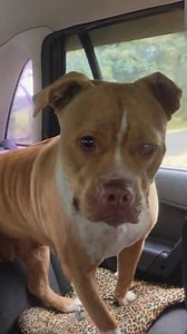 Foram 11 vidas salvas! 🐾✨ Resgatamos Nala e seus bebês quando já não havia mais esperança… Eles foram salvos da fome, do medo e do abandono. Hoje, todos os filhotes têm um lar, mas Nala ainda espera por sua chance! Agora, ela ressurge linda, curada e pronta para um novo começo. Será que seu lar está por aqui? 🏡💛 📢 Compartilhe este vídeo! Vamos juntos encontrar a família perfeita para a Nala! 📲 Contato para adoção: (19) 99806-2227 #alebellucci #causaanimal #pitbull | Alessandra Bellucci