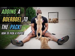 Adding a Boerboel Puppy to the Pack!!!