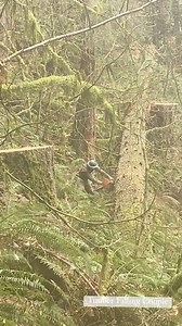 85K views · 669 reactions | Repost (getting a lot of bucking video requests): Falling for the show and buckin’ for the dough! #timber #timberfaller #timberfalling #logging #chainsaw #stihl #bluecollar #treework #lumberjack #fyp #pnw #pnwonderland #pacificnorthwest #chasingwaterfalls #oldgrowth #woodwork #woodcraft #woodsmen #redbull #Rockstar #braap #bluecollarwoman #westcoastfaller #chainsawman #oregon #husqvarna #timbersports | Timber Falling Couple | Facebook