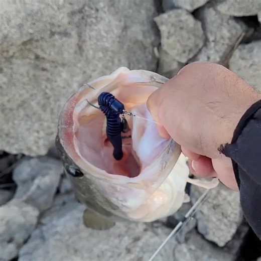 Our Big Bite Baits Fishing Lures Coontail worm is a sleeper in the lineup! Offering the finesse properties of a straight tail worm with a little extra bulk this is definitely one that you should give a try! #bigbitebaits | Big Bite Baits Fishing Lures