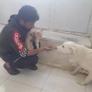 Leonardo is one of the dogs from Kabul, Afghanistan, who is headed our way in a couple weeks! We are so excited to be a part of this enormous life-saving effort. Leonardo is a friendly guy who is good with cats and other dogs. He needs a foster or adopter as soon as he arrives; can you help? The foster and adoption applications are on our website! | North Country Pet Adoption Services