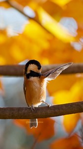 Varied tit (Sittiparus Varius) bird preening #nature #wildlife #bird #titbird #preening #wow HA99611 | HAWI Studios