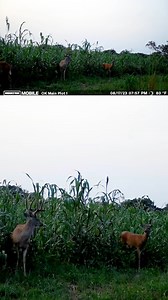 Plant it and they will come!🌱🦌 #foodplot #whitetailinstitute #powerplant #revive #moultriemobile #moultriecam #foodplotseed #foodplotseason #foodplotprep #foodplotsuccess #plantitandtheywillcome #insideoutdoorstv #whatgetsyououtdoors #kubotatractor | Inside Outdoors TV