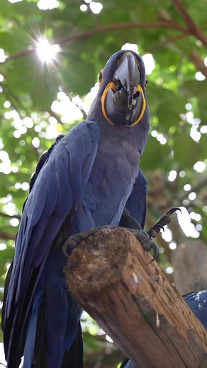 2.1K views · 63 reactions | Palm Beach Zoo on Reels | Facebook