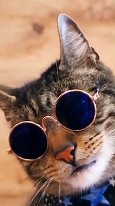 2.1K views · 103 reactions | This little superstar not only enjoys adventures and exploring, he also loves dressing up and posing for the camera. In one of those 9 lives, he is definitely a cat James Bond... See more of Liam @liam_the_everyday_cat #adventurecat #dappercat #handsomecat #catpose #elegantcat #catactor #catreels | Cats And Kittens | Facebook