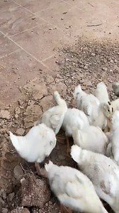 2.3K views · 45 reactions | Lala helps Dad renovate the farm and take care of herself! #Lala #Monkey #Love #Smart | Lala Update | Facebook