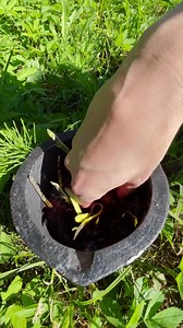 Exploring plant dye from the garden 🌺 | 5-Minute Crafts