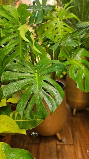 1.5K views · 15 reactions | Just a final shower before dispatch....Brass planters and plants go together like wine and cheese ❤️ | Vriksha Nursery | Facebook