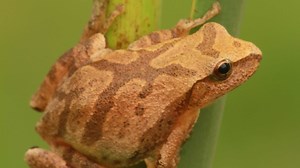 How do frogs survive the winter?