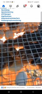 4.5K views · 42 reactions | Darag purely native chicken of panay island. #darag #farming #poutry #AutomaticIncubator #fb #viralvideoシ #fbreelsfypシ゚ #fypシ゚ | Philip Saban | Facebook