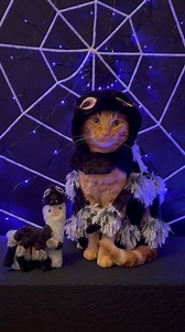 Smoochy Spooky Spider Kisses coming your way! 🕷️💋😹 #spiders #spiderweb #web #creepy #crawler #trickortreat #love #happy #fun #fall #cats #halloweencostume #halloween #cute #funny #tigerjojo #nodrama #catsofinstagram #reel | Tiger JoJo