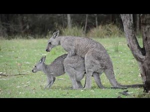Australian Wildlife: Mating Kangaroos 2
