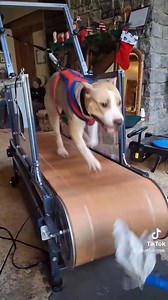 🎥 Firepaw Treadmill Race with APA & Evergreen Canine Enrichment Center 🏁 Thank you to APA and Evergreen Canine Enrichment Center for hosting this great event! It was a pleasure seeing the community come together to showcase the benefits of Firepaw treadmills for canine fitness and performance. 🐾 Thanks to all who participated and supported—your energy made it special! #Firepaw #TreadmillRace #EvergreenCanineEnrichment #APA #DogFitness | Firepaw Dog Treadmills