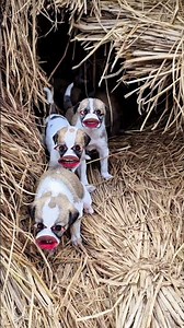 रंगदारी करबे 😅