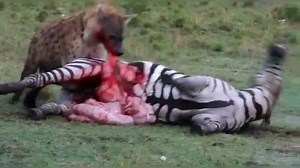 Hyena eats zebra alive