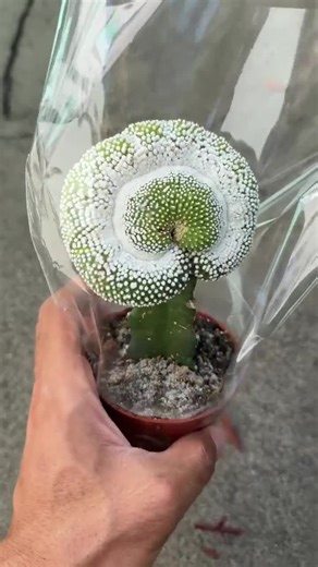 Grafted Cactus - Etsy