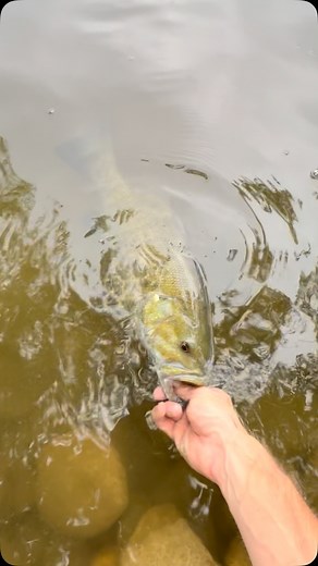 Smallmouth bass #indianasmallmouth #fishing #catchandreleaseonly | Indiana Smallmouth Alliance