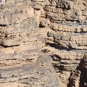 703K views · 2K reactions | Snow leopards hunt mountain goats #USAdventure #AmericanTraditions #AmericanHistory | SSLG ti ISAT | Facebook