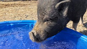 Grape flavored Gatorade for the piggies! 💧🍇 Listen as they slurp it up. Stay hydrated friends! | Lucky Ones Ranch
