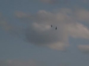 6.6K views · 155 reactions | 3 jacks making a mistake over a flooded corn field in northwest Tennessee. #DrakeWaterfowl #HowDoYouHunt #AlwaysInSeason #Hunting #Waterfowl #RingedNeck #Realtree #MossyOak | Drake Waterfowl Systems | Facebook