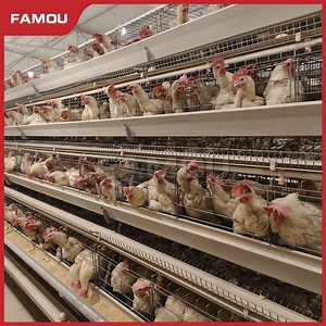 [Hot Item] Premium Layer Cage for Poultry Farming and Egg Production