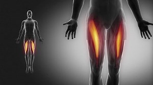 clip-11768195-biceps-femoris---muscle-anatomy-muscular-map