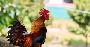 Con gà trống có điệu gáy độc lạ đảm bảo chưa ai từng nghe