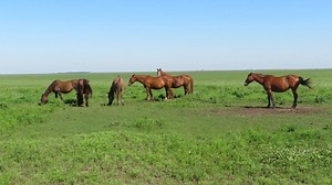 Wild horses east of Cassoday, Kansas | Kansas Travel at KansasTravel.org