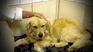 Golden retriever deemed aggressive for guarding owner's body gets second chance