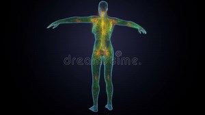 3d Ilustração Do Corpo Feminino Linfático Com Anatomia Do Cérebro E Do Sistema Circulatório. Filme - Vídeo de vertebrados, anatomia: 248577472