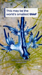 This little blue dragon steals from one of the world’s most venomous predators. Meet Glaucus atlanticus, commonly known as the blue sea dragon, blue angel, blue dragon, dragon slug, or sea swallow! They are a tiny pelagic mollusk, also known as a nudibranch, that gets carried around the Pacific, Indian, and Atlantic oceans via currents. Despite being 1-inch long, they love to prey on venomous cnidarians like the Portuguese man o’war. Not only do they eat their tentacles, but they steal the nemat