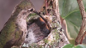 84K views · 4.6K reactions | Fluff, an Anna's Hummingbird in Victoria, BC, feeds her one week old chicks. She will feed them about every half hour for the next three weeks. | Hummingbirds up close | Facebook