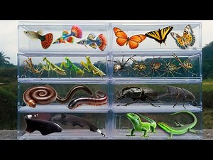 I am hunting for insects in the garden I found a Grass Lizard, Millipede, Praying Mantis, Guppy Fish