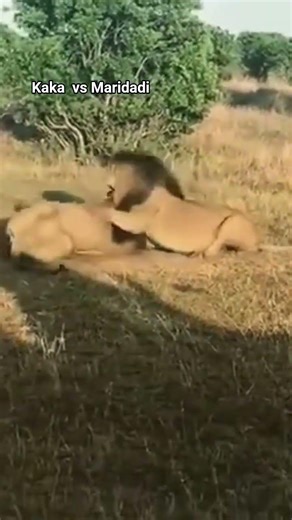 KAKA VS MARIDADI #lion #masaimaranationalpark #lionnation #wildlife #lionking #bigcat #leon