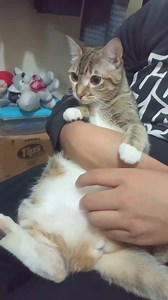 Dios hizo al gato,,, #gato #catlover #Micho #cat #gata #cute #gatitoslindos | El Mundo de Mofy