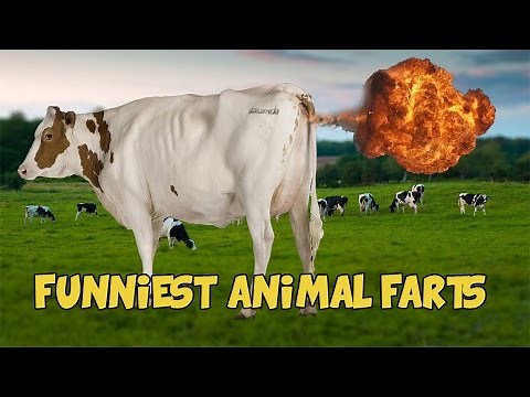 6 Funniest Animal Farts of All Time