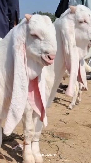 Gulabi Pateri🐐 The Beautiful and Rare Goat Breed #gulabipateri #gulabi #gulabigoat #goat #animals | All About Animals