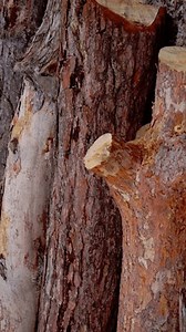 Grumes de pins, rangée d'arbres fraîchement : vidéo de stock (100 % libre de droit) 3997235649 | Shutterstock