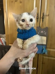 Wee Wobbles and his dirty face from syringe feeds. Night night 😴🤤 | Rescue Cats NI