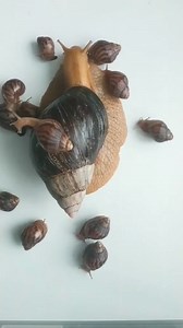 Snail rearing is a profitable business | Shadrack Agyekum