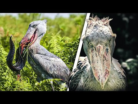 SHOEBILL STORK - Creepiest Bird in the World