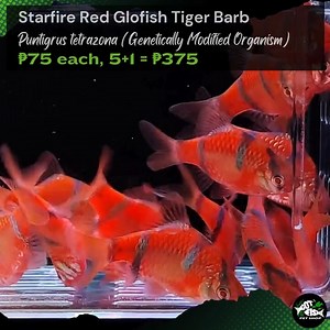 1.5K views | STARFIRE RED GLOFISH® TIGER BARB | Got Fish | Facebook