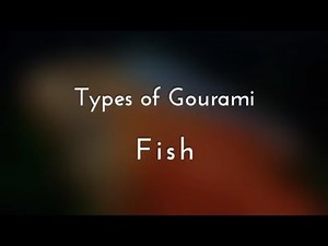 Types of Gourami Fish