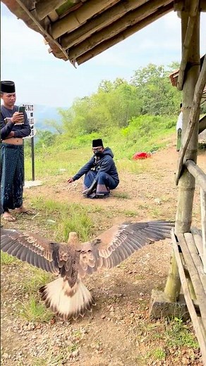 With its very sharp vision, the eagle kept following its owner🦅 #explore #eagle #hunting