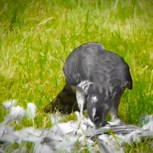 59K views · 748 reactions | Part 1_Sparrowhawk catches Wood Pigeon and is then harassed by two Magpies #sparrowhawk #hawks #birdsofprey #magpie #magpies #wildanimals #wildanimal #wildlife #animallife #wildlifephotographer #predator #prey | Natural | Facebook