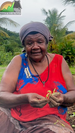 126K views · 4.4K reactions | Bubu Mere staying active by planting vegetables for our guests at the Eco Retreat. | Namosi Eco Retreat | Facebook
